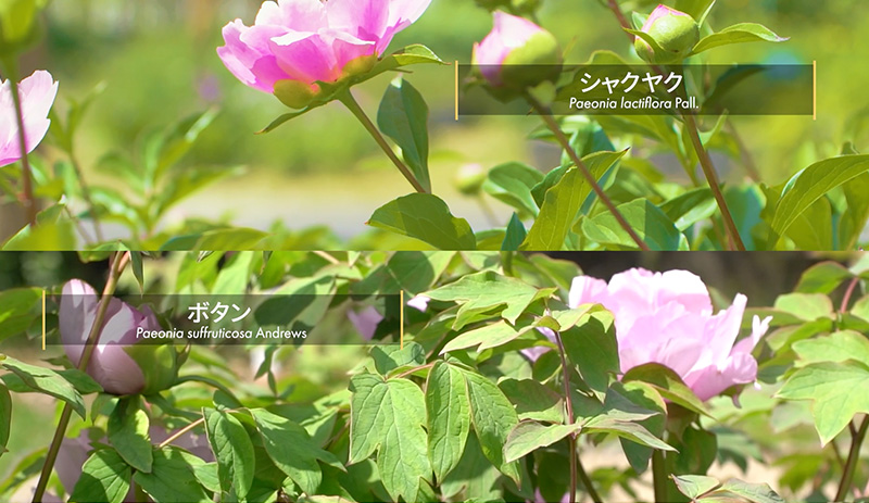 京都大学薬用植物園VIDEO01